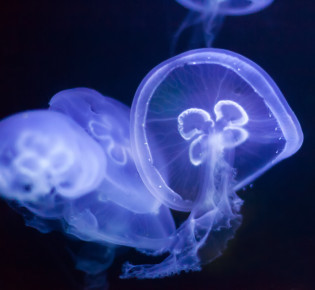 В Боке все больше медуз
