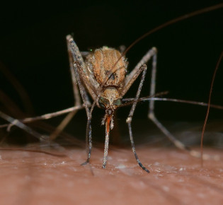 Новый цикл обработки территории Будвы от комаров начнется сегодня вечером